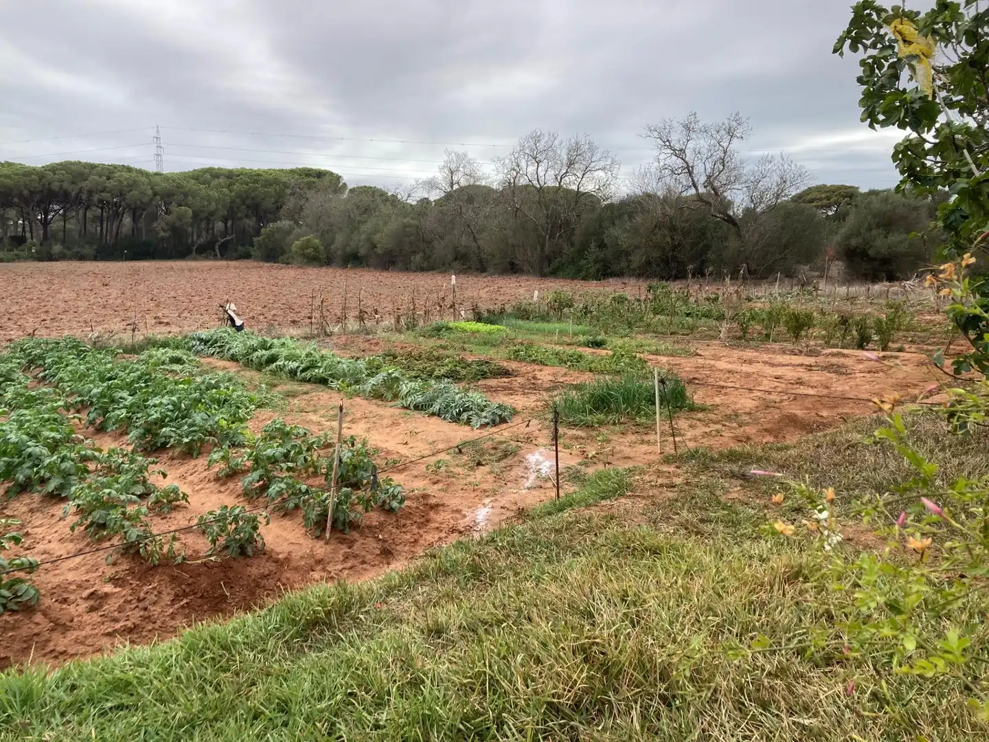Casa rústica amb jardí en venda a Vejer, imagen 9