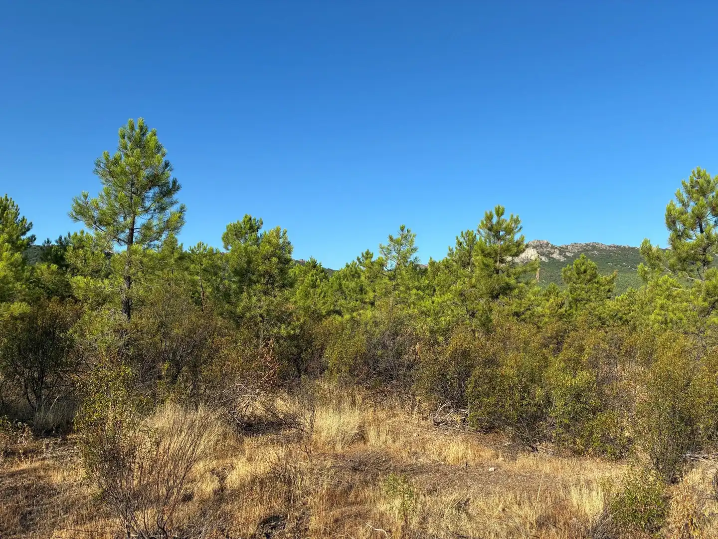 Rural land for sale in Puerto de San Vicente, imagen 5