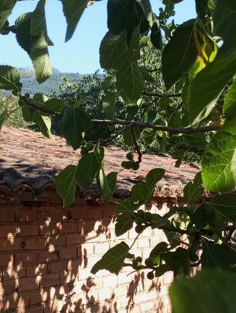 Terreni e lotti in vendita a Candeleda, imagen 4