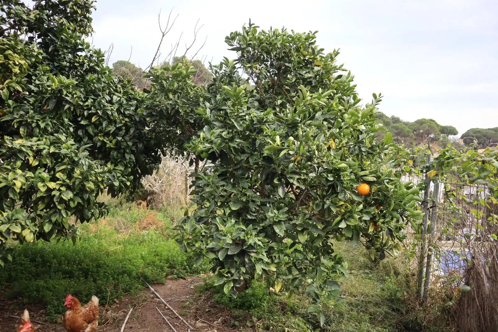 Garten von Einfamilien-Reihenhaus zum Verkauf in Tossa de Mar mit Klimaanlage, Privatgarten und Terrasse