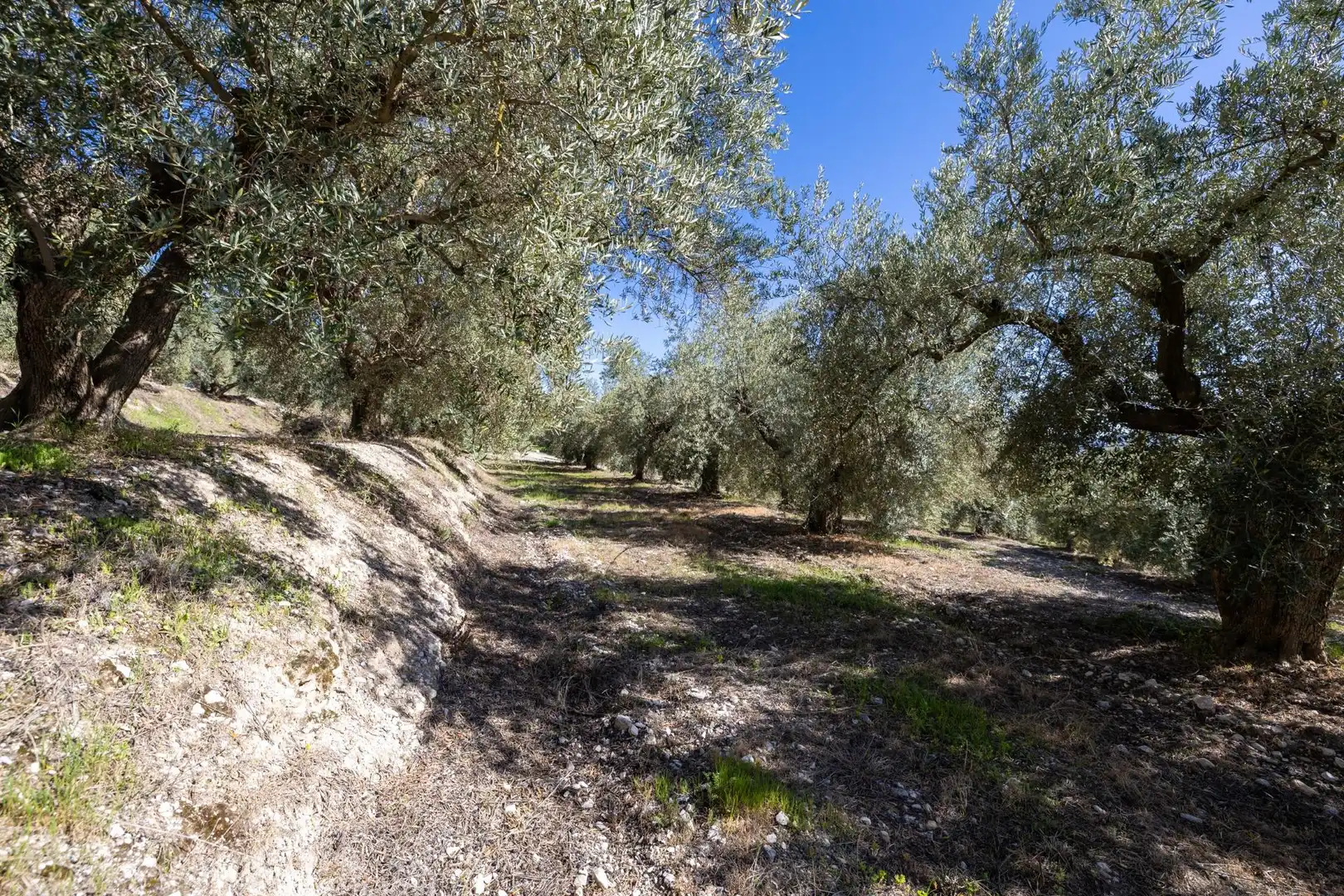Terreni e lotti in vendita a Dúrcal, imagen 13