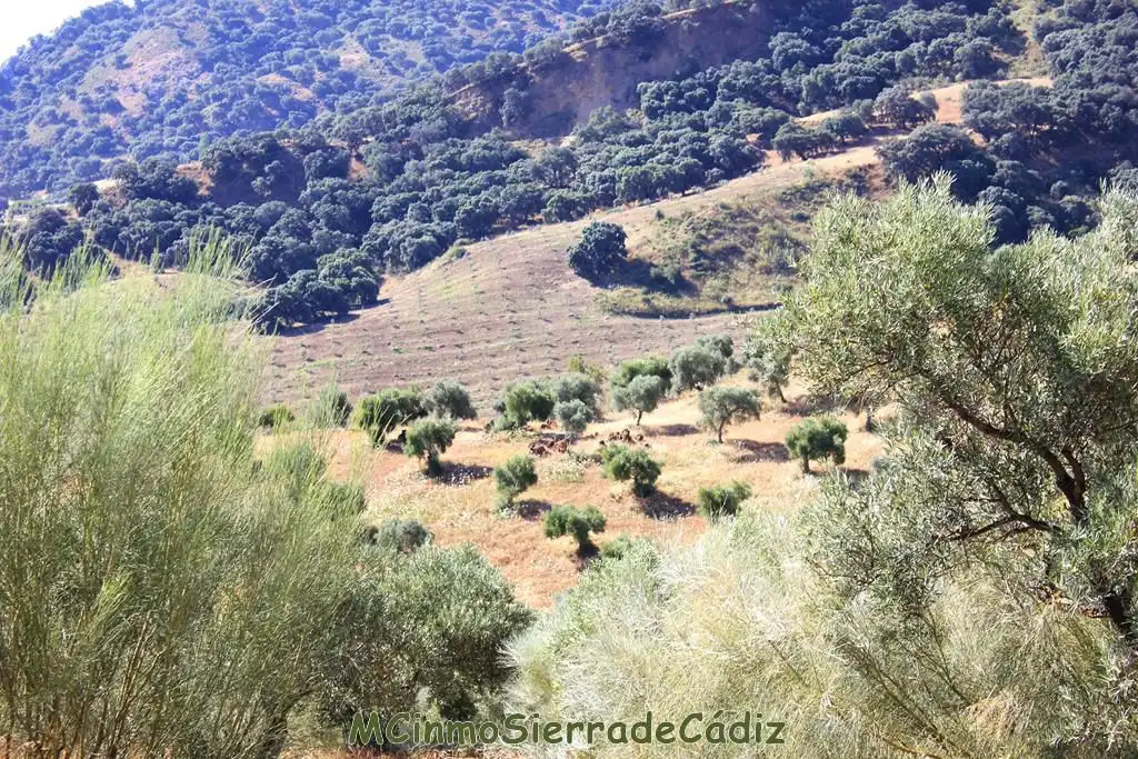 Finca rústica en venta en Montecorto
