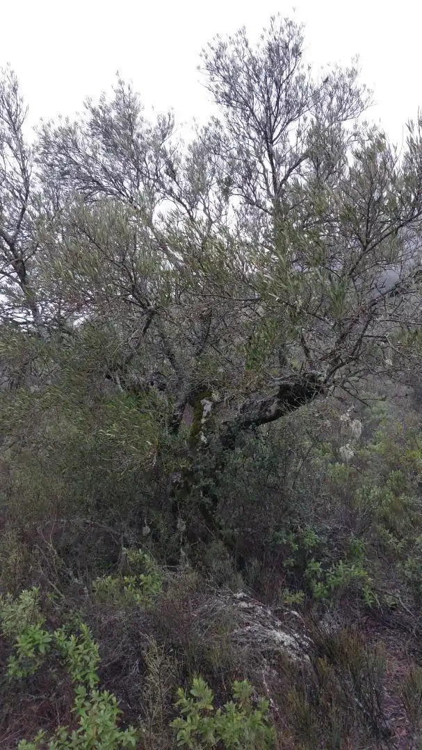 Grundstücke zur Miete in Loranca de Tajuña