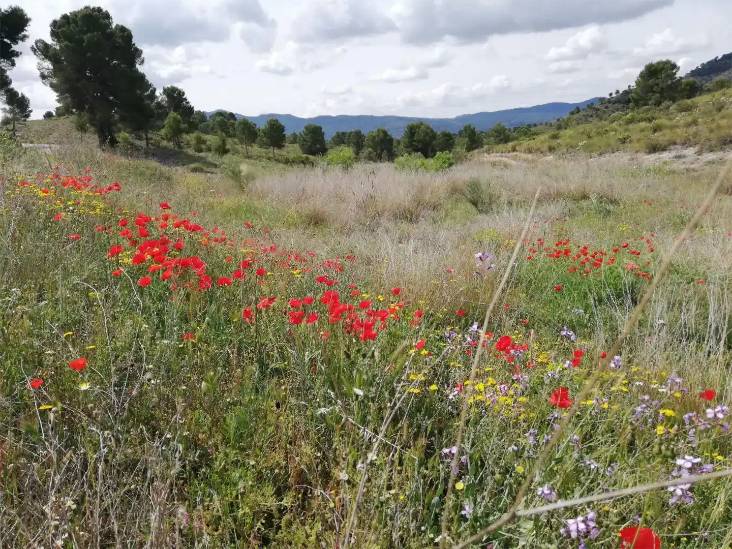 Terreno en venta en Liétor