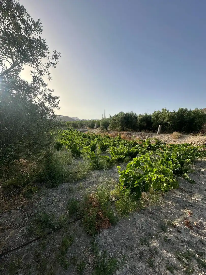 Finca rústica en venta en Somontín