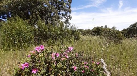 Foto 4 de Terreno en venta en Brazatortas, Ciudad Real