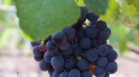 Photo 4 of Land for sale in El Sauzal, Santa Cruz de Tenerife