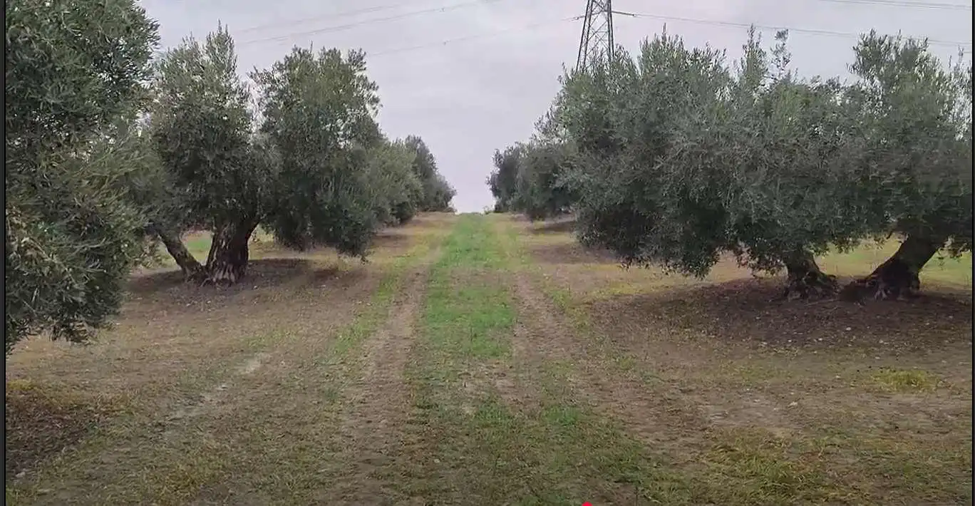Rustikales Grundstück zum Verkauf in Cañete de las Torres, imagen 5