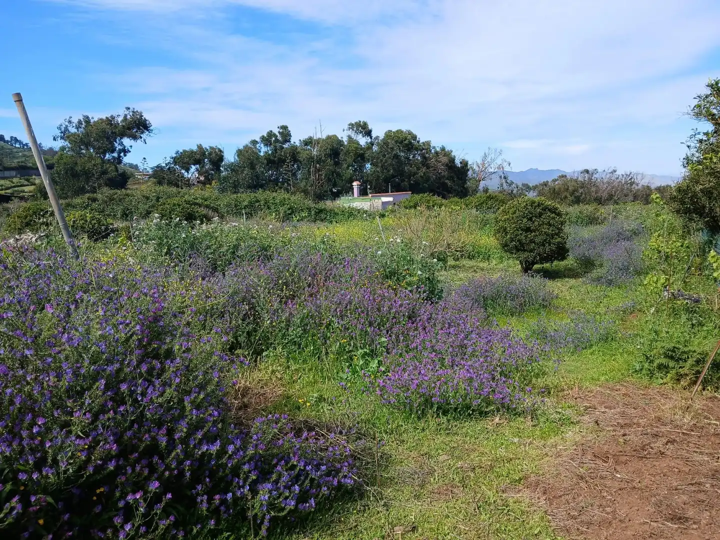Jardín de Finca rústica en venta en El Rosario con Jardín privado, Terraza y Alarma