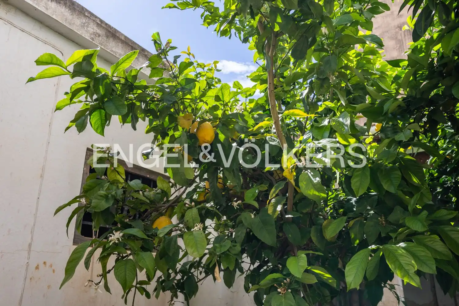 Houses for sale in Alfafar