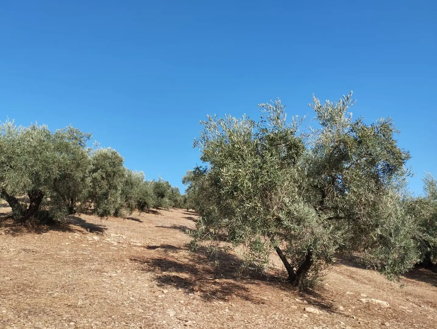 Terreno rustico in vendita a Calle Santa Teresa de Jornet, imagen 6