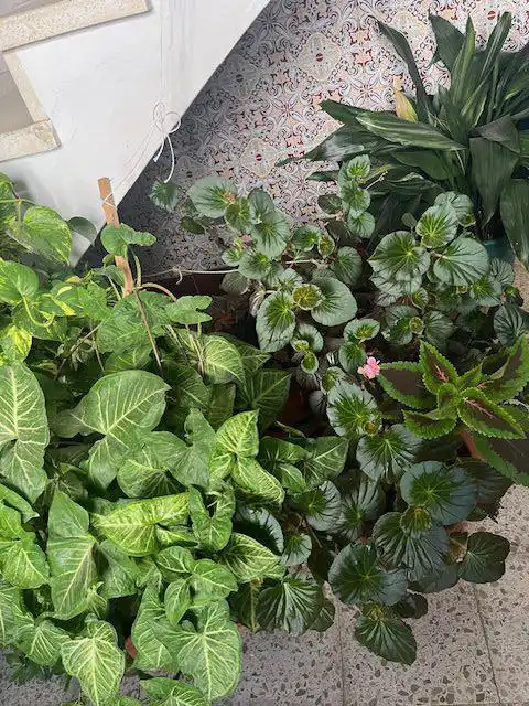 Appartement à vendre à Vejer, imagen 7