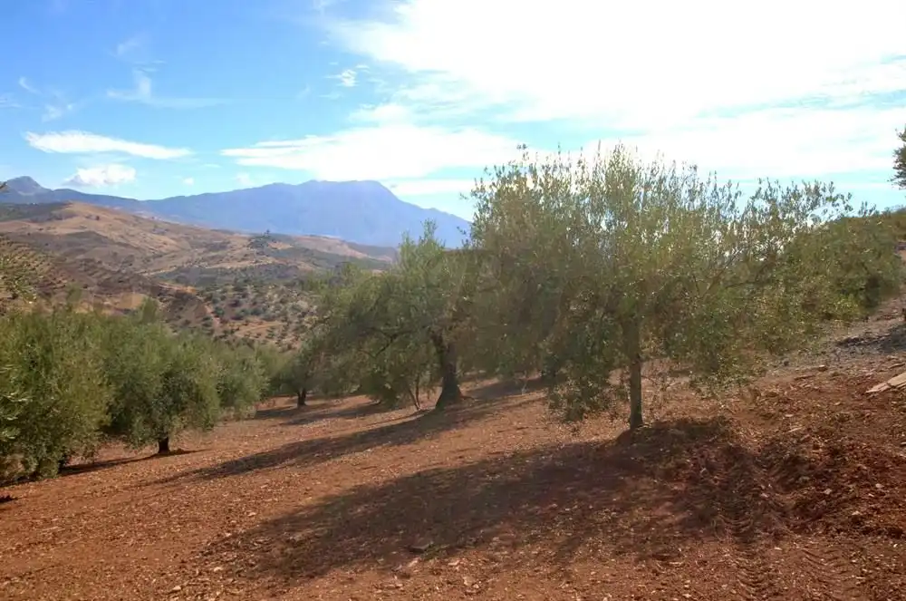 Vista exterior de Terreno en venta en Cútar, Málaga