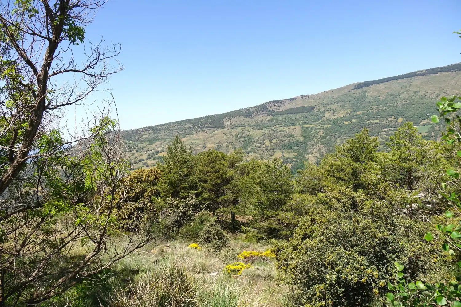 Casa o xalet en venda en Capileira amb Terrassa i Traster