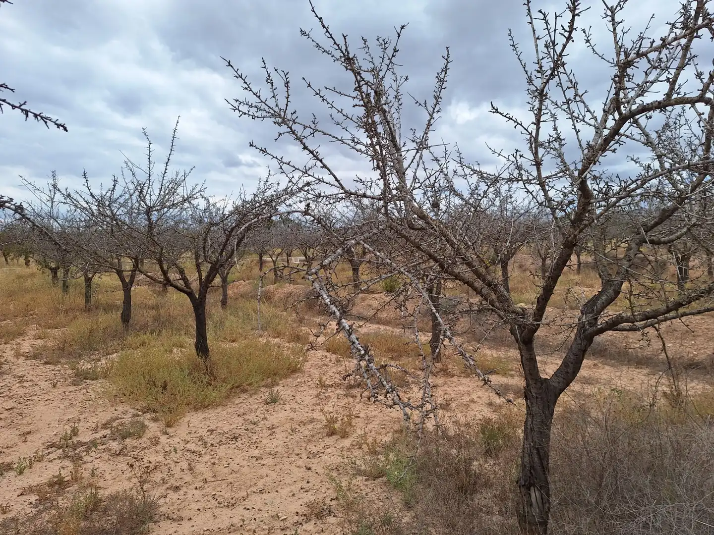 Rural land for sale in Villamontes - Boqueres, imagen 3
