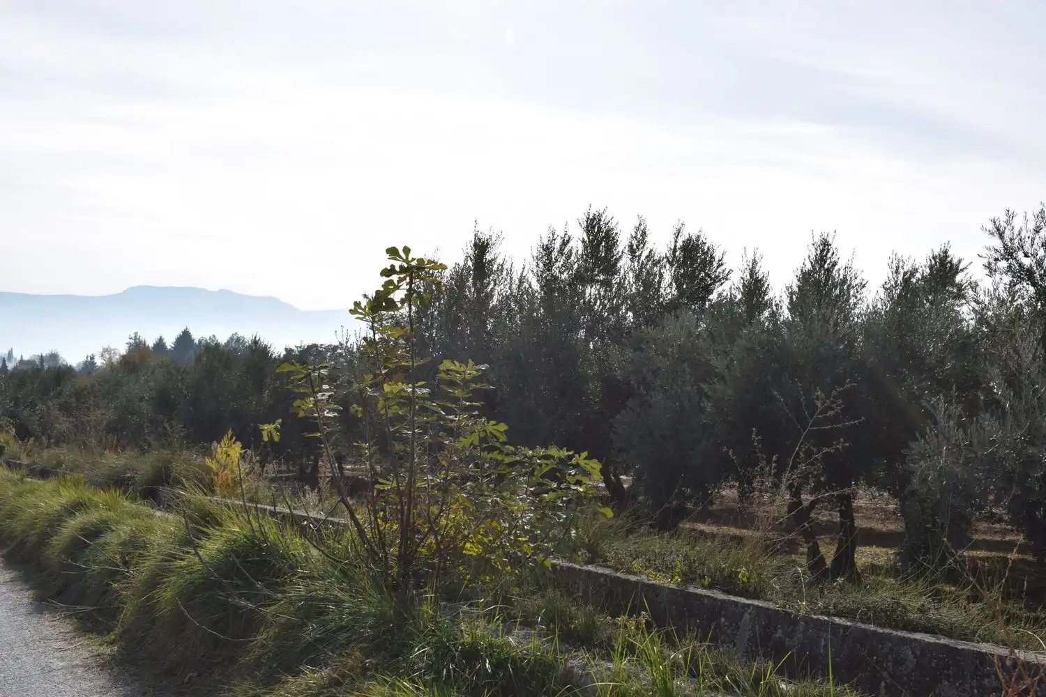 Terreno rustico in vendita a LOS MOLINOS, imagen 6
