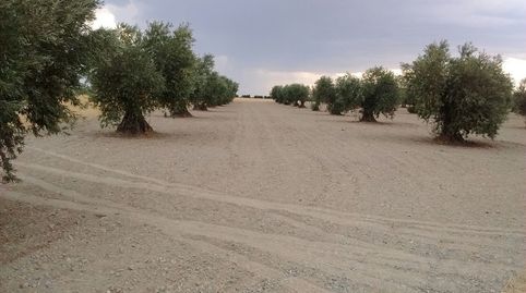 OLIVAR EN LOS CASPIRROS CON 156 OLIVAS, immagine 3