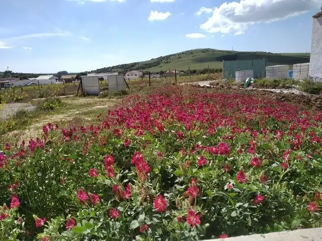 Exterior view of Country homes for sale in Vejer de la Frontera  with Private garden