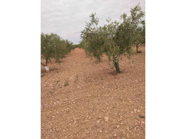 Terreno en Venta en PLA FALLIVER en Les Borges Blanques