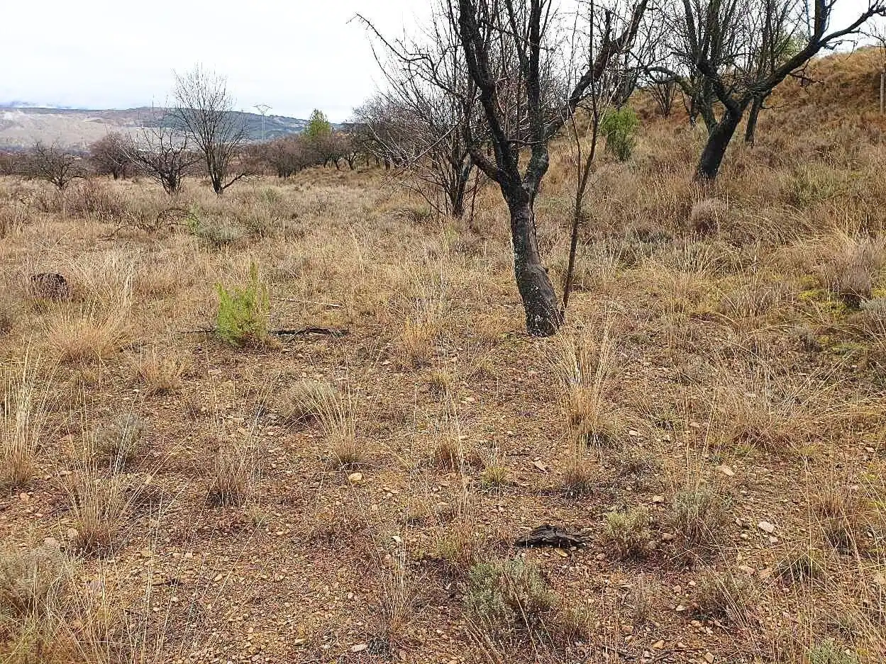 Terreno en venta en Maluenda