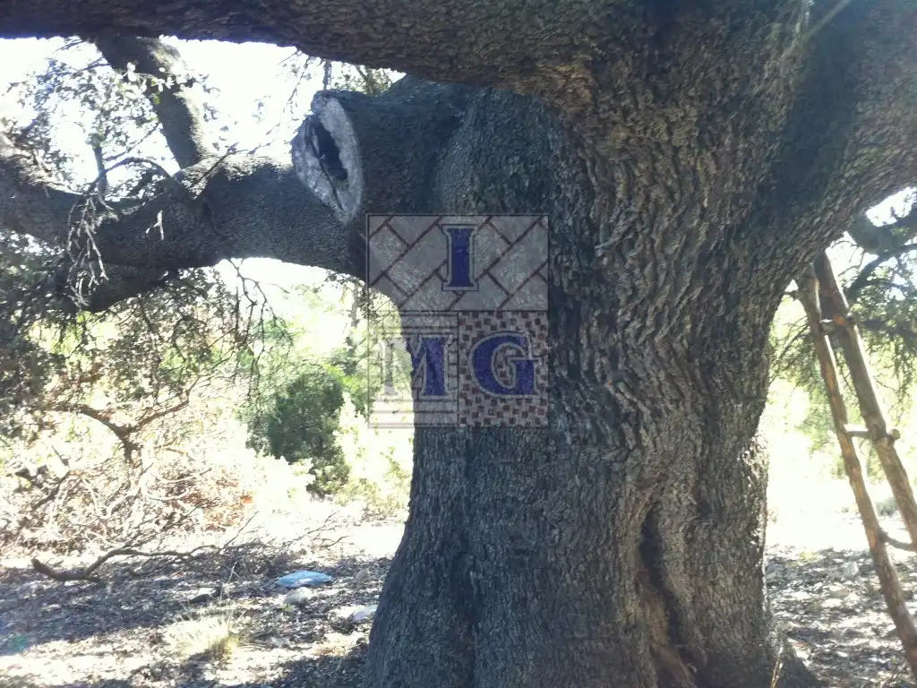 Finca rústica en venta en Yeste