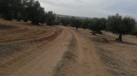 oferta de olivar 