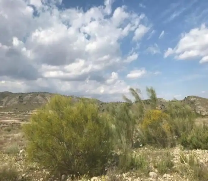 Land for sale in Cieza