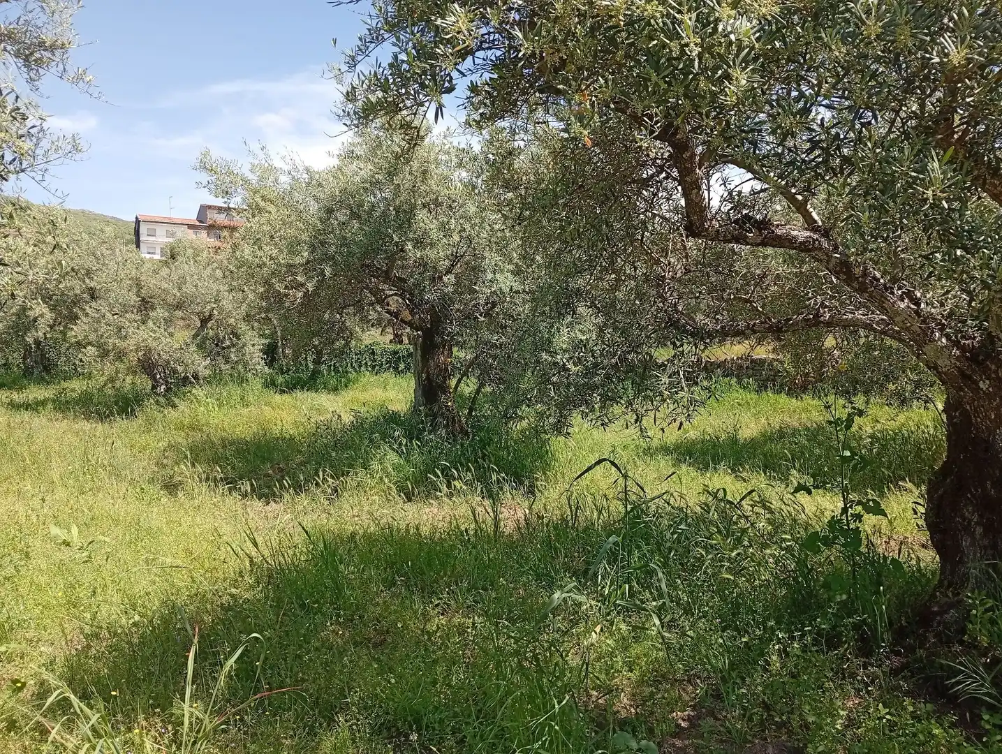 Terreni e lotti in vendita a Villanueva de la Vera, imagen 71