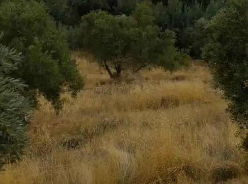 Terreni e lotti in vendita a Alhama de Granada, imagen 3