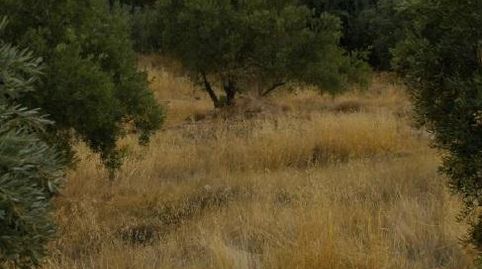 OLIVAR PARA CONSUMO PROPIO, OPCIÓN CASETA DE APEROS., imatge 3