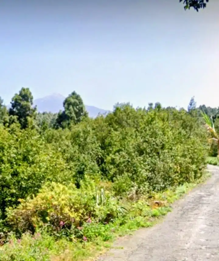 Rural land for sale in La Vega - El Amparo - Cueva del Viento, imagen 19