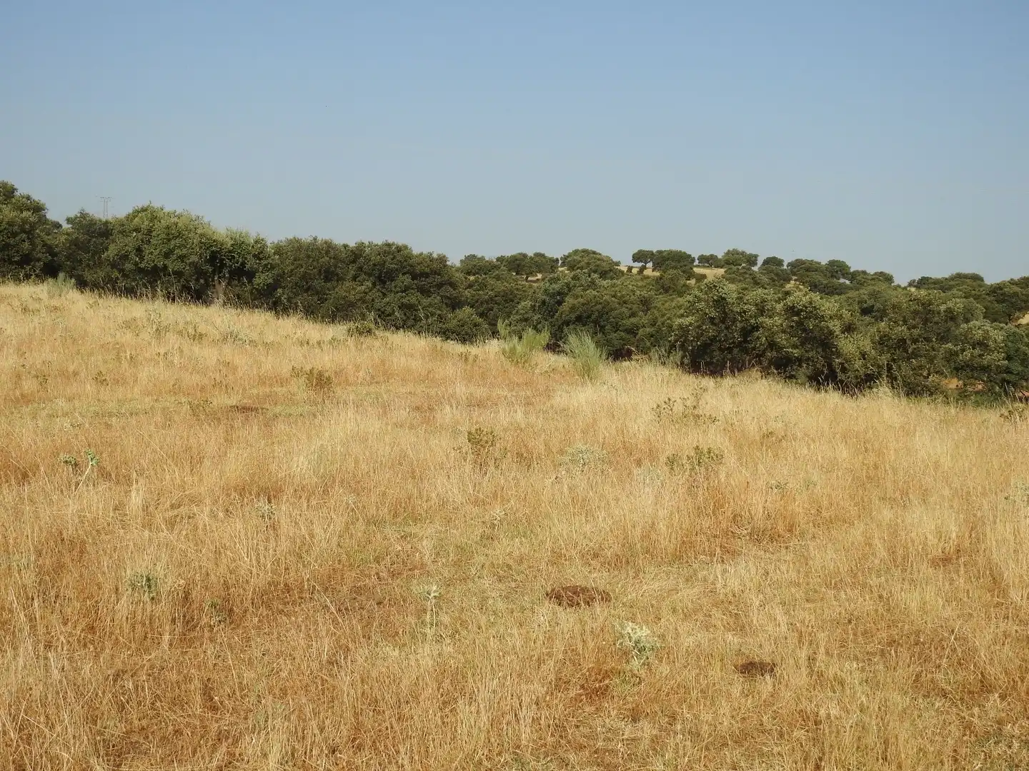 Land for sale in Villar del Pedroso