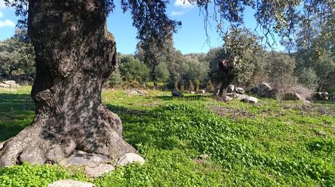 Photo 4 of House or chalet for sale in Montánchez, Cáceres