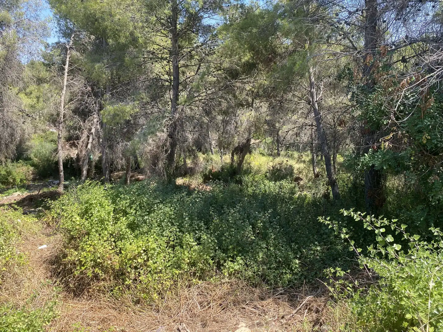 Residential land for sale in Urbanitzacions de Llevant, imagen 7