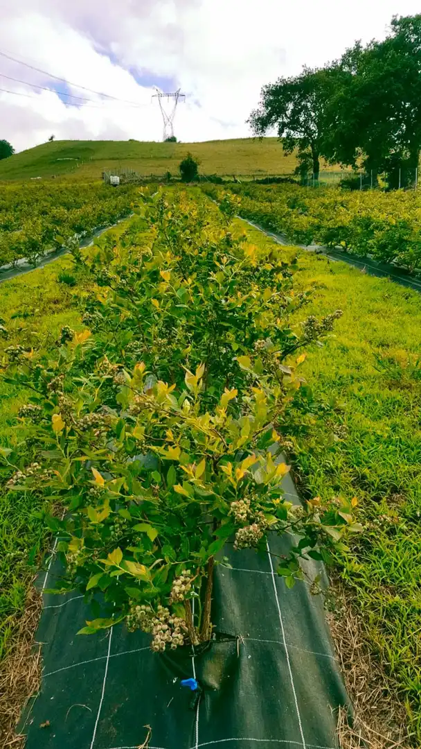 Terreni e lotti in vendita a Rasillo - RASILLO, imagen 3