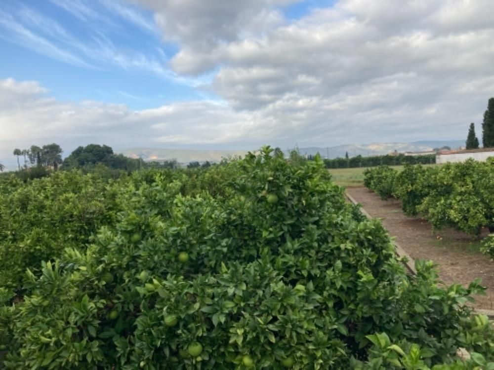 Land for sale in Alcàntera de Xúquer