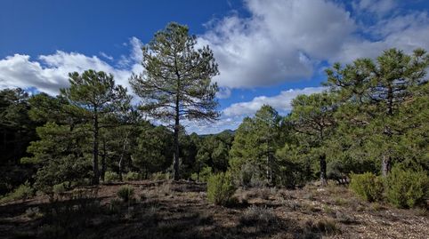 TrilloTerreno, imagen 3