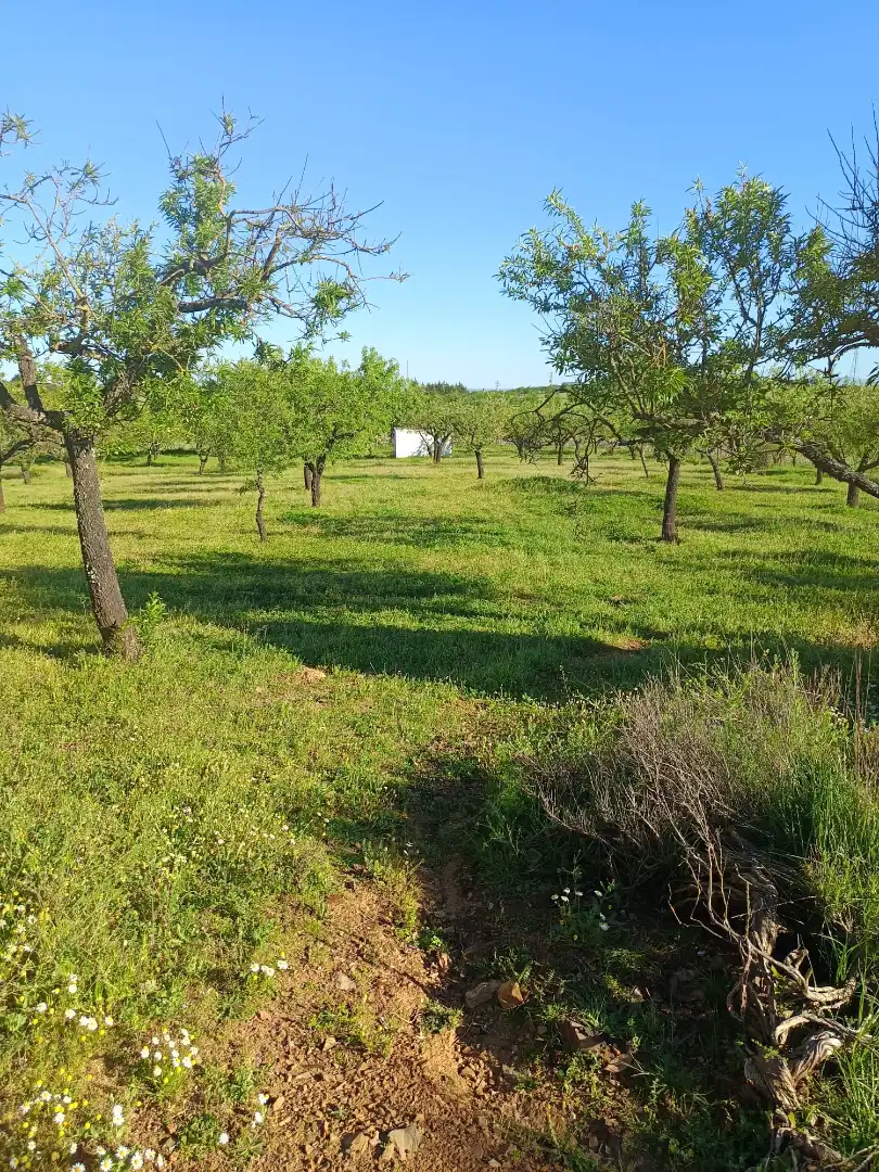 Casa rústica con piscina en venta en Zafra, imagen 8