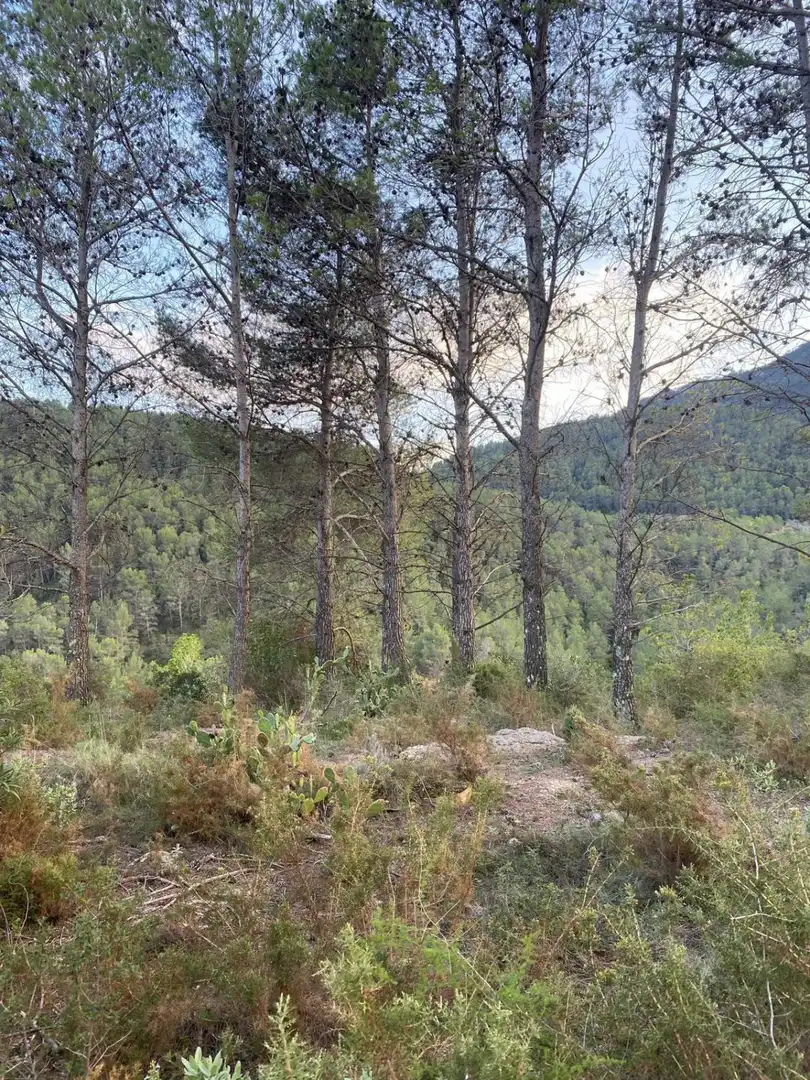 Finca rústica en venda en Alcudia de Veo amb Terrassa