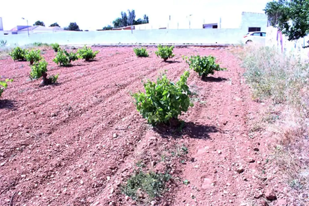 Terreni e lotti in vendita a Calle Viñedos, imagen 6