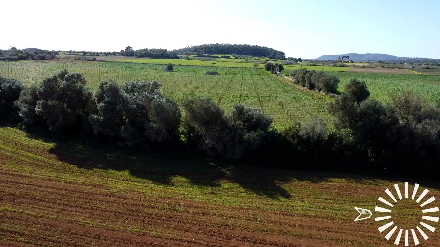Terrain rustique à vendre à Cami de Son Pau, imagen 31