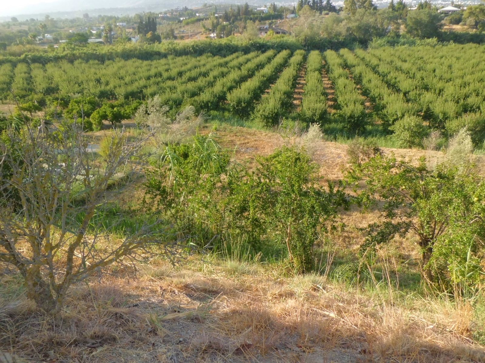 Finca rústica en venda a Villafranco del Guadalhorce, Alhaurín El Grande