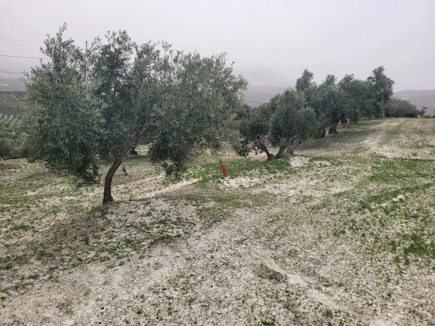 Rustikales Grundstück zum Verkauf in Güevéjar, imagen 2