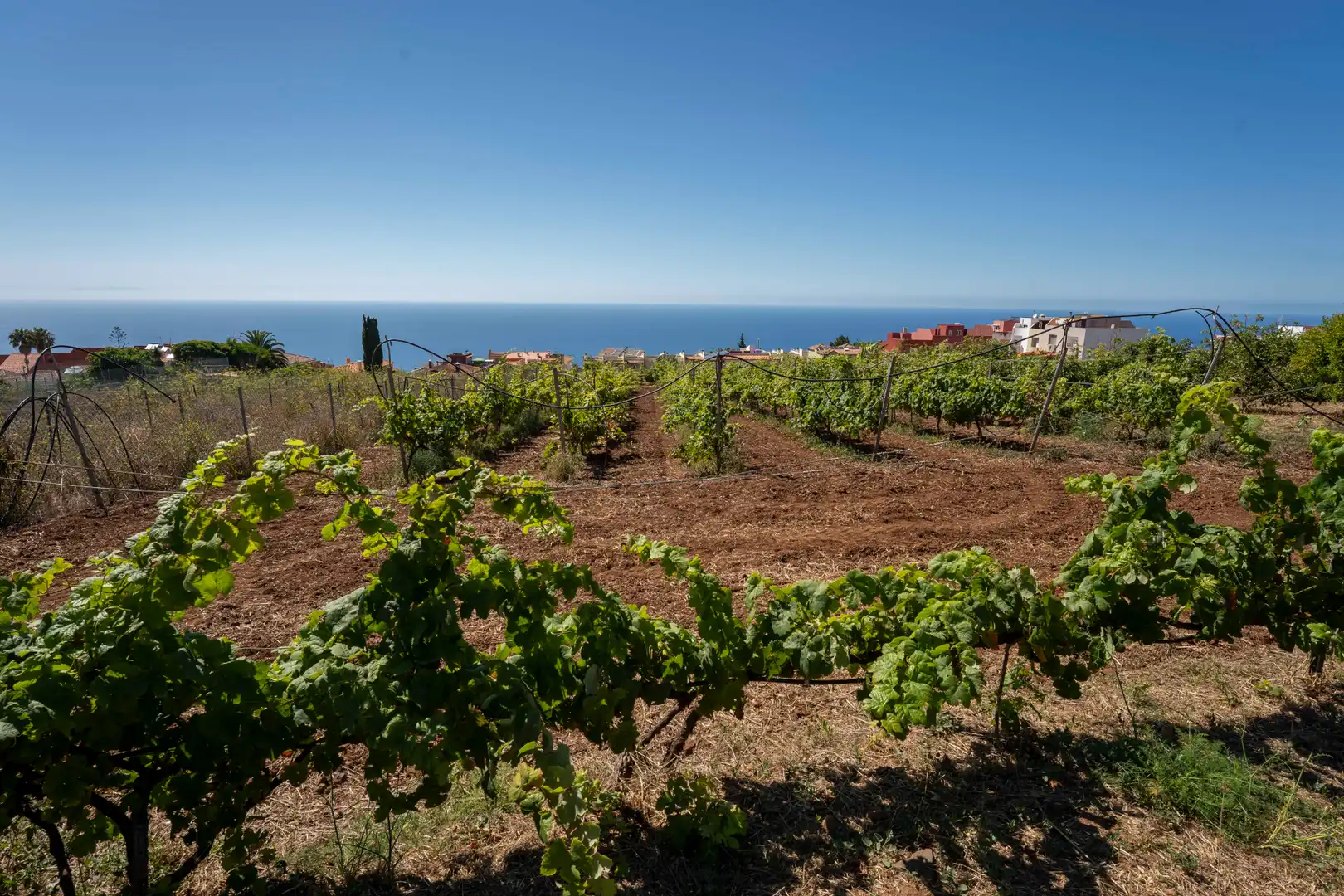 Garten von Grundstücke zum Verkauf in Santa Catalina