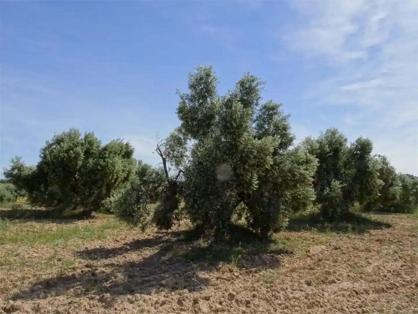 Land for sale in Batea