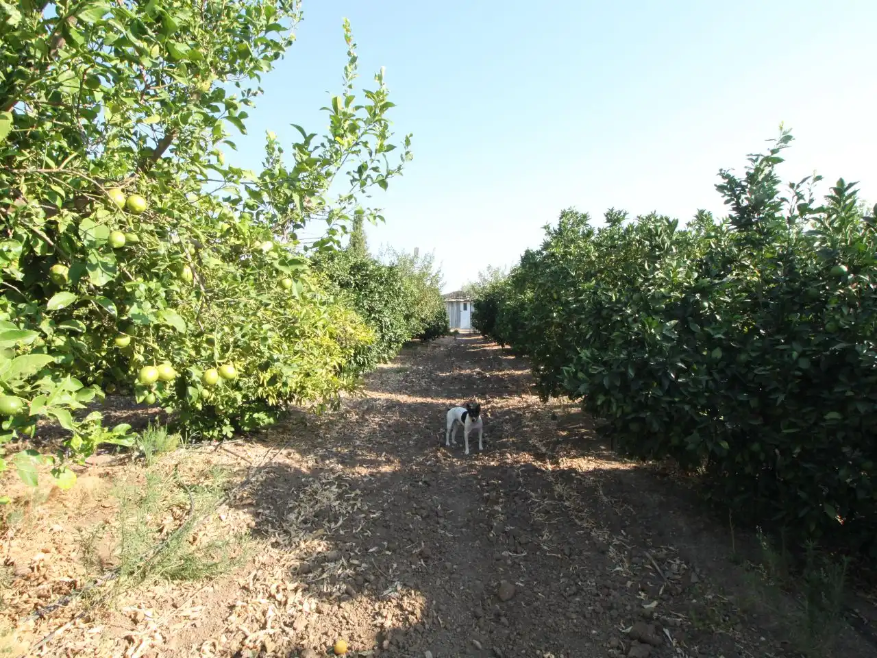 Terreno rustico in vendita a Calle Poniente 13, imagen 21