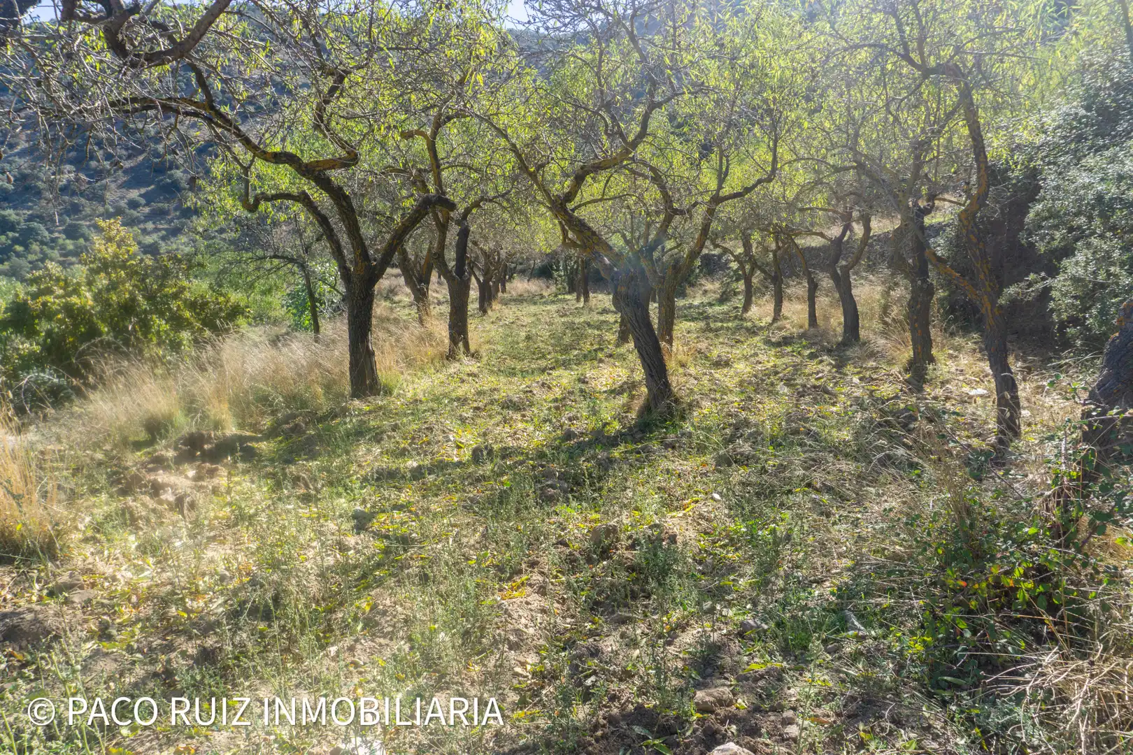 Finca rústica en venta en Purchena