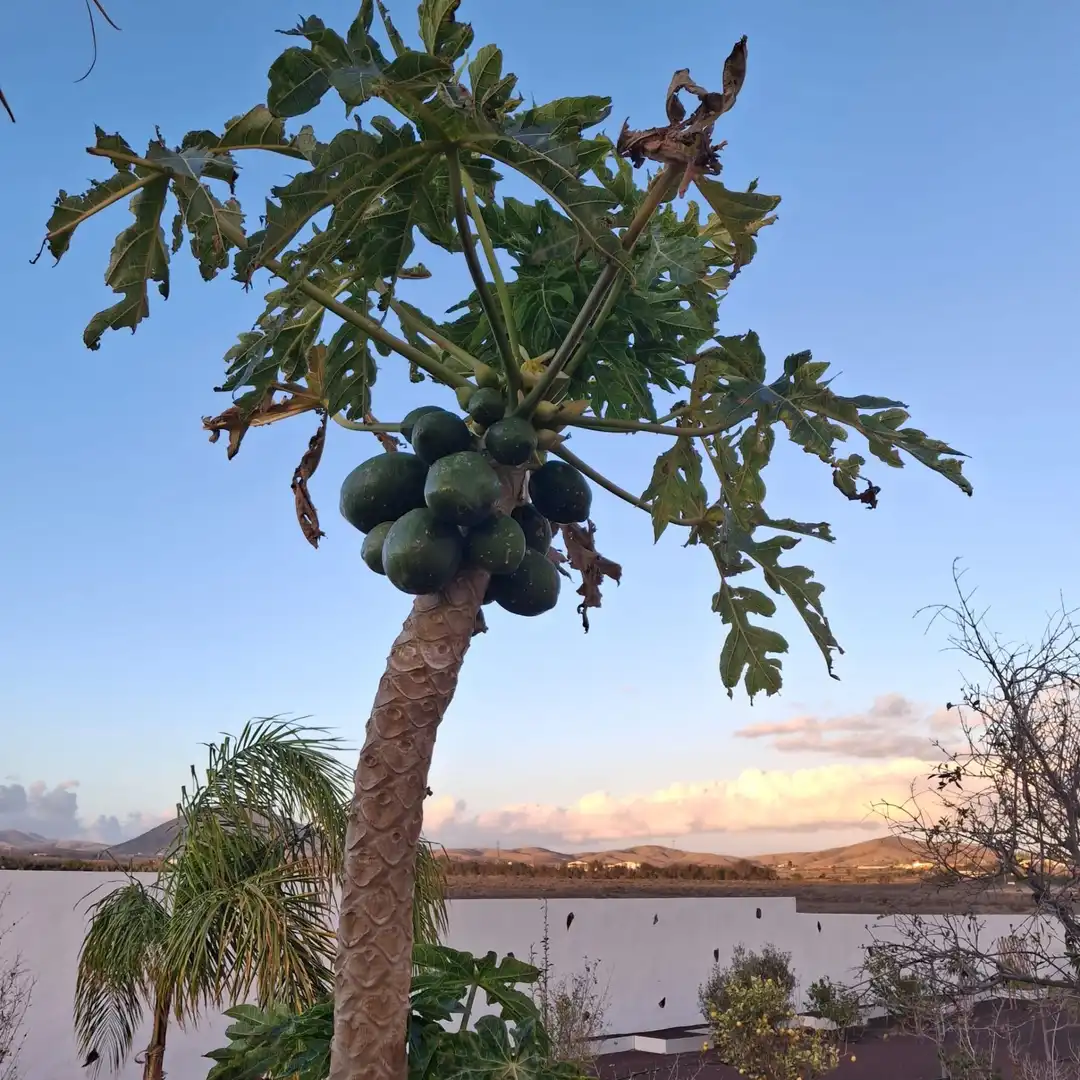 Jardín de Casa o chalet en venta en Tuineje con Jardín privado, Terraza y Trastero