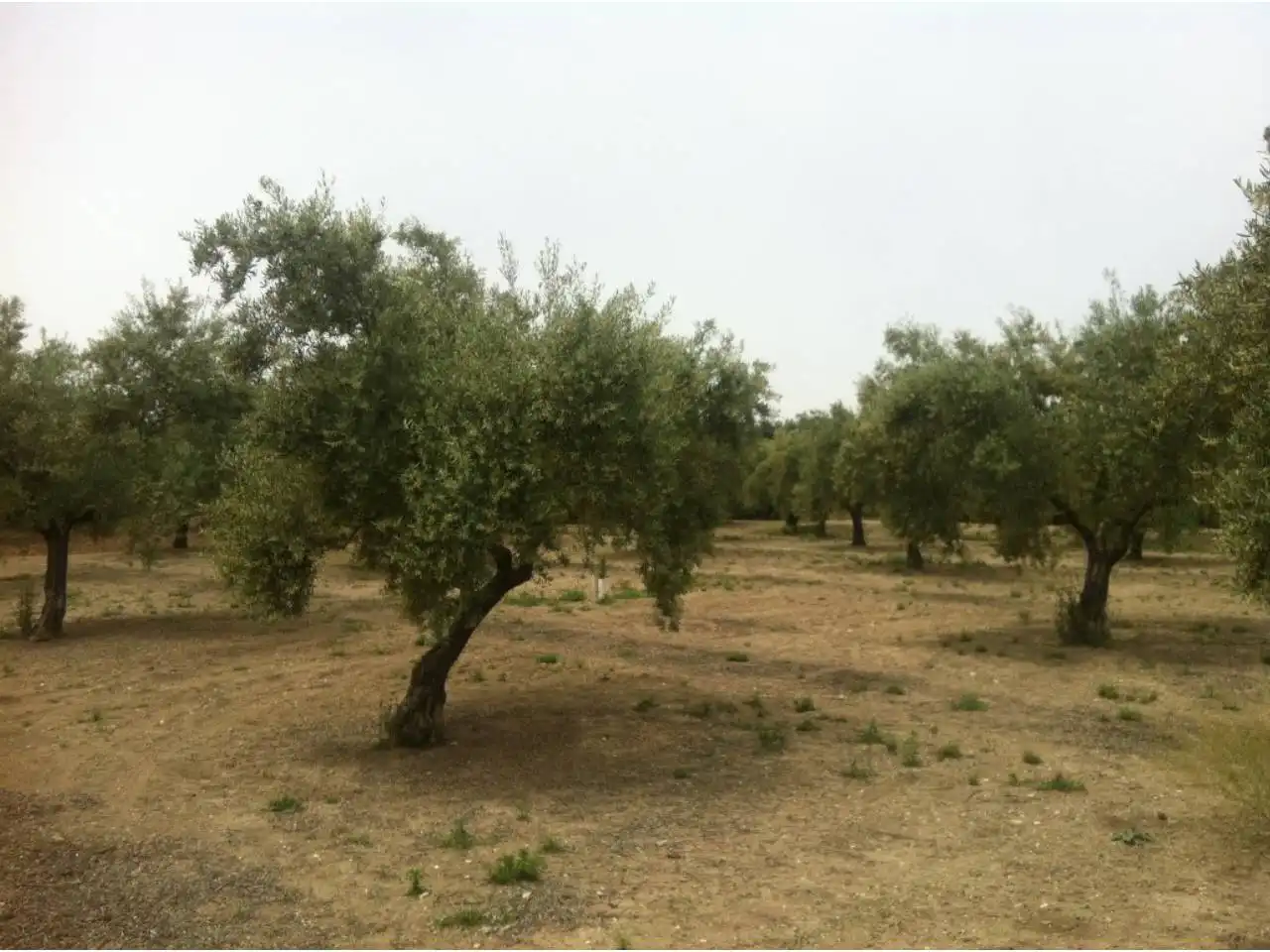 Rural land for sale in Castro del Río, imagen 2