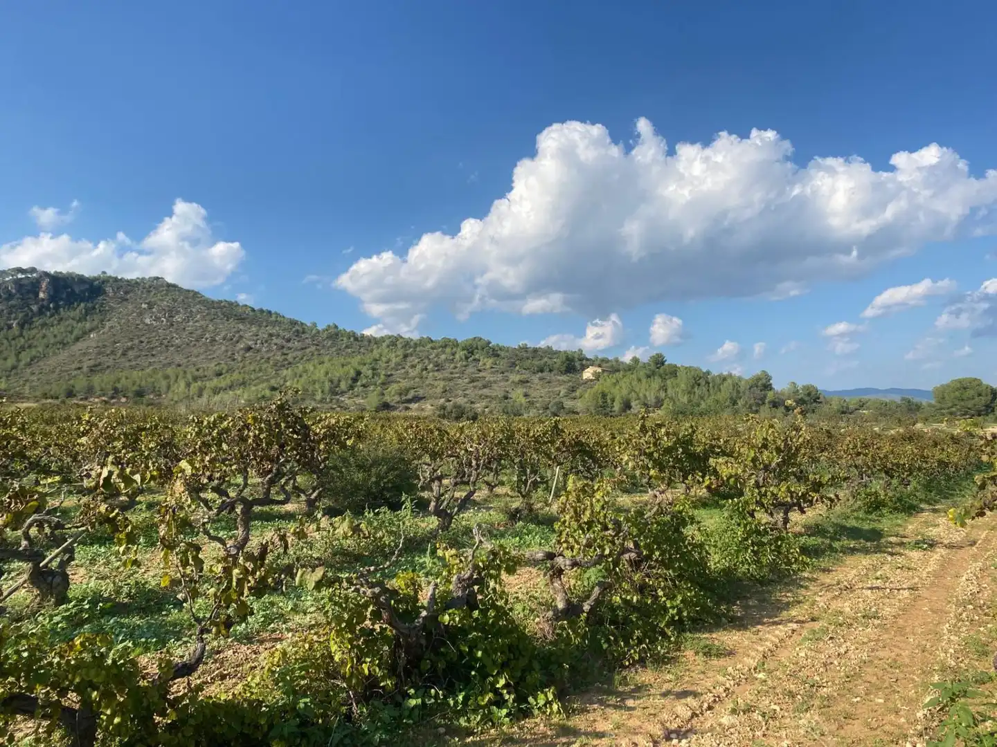 Casa rústica en venta en Albinyana, imagen 16